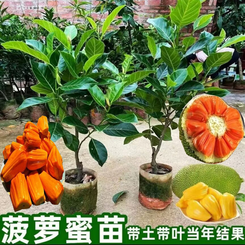 良种菠萝蜜嫁接树苗正宗泰国红肉干苞海南四季榴莲蜜木菠萝果树苗