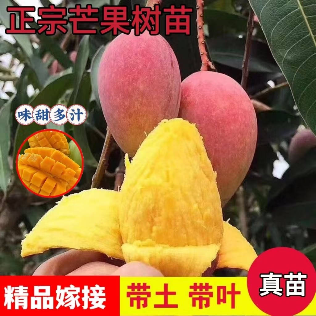 芒果苗树嫁接芒果树苗金煌芒贵妃芒果苗阳台庭院盆栽地栽当年结果