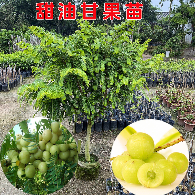 油甘果苗 潮汕嫁接崩坎狮头甜种油甘苗 柿饼甜油甘果树苗四季结果