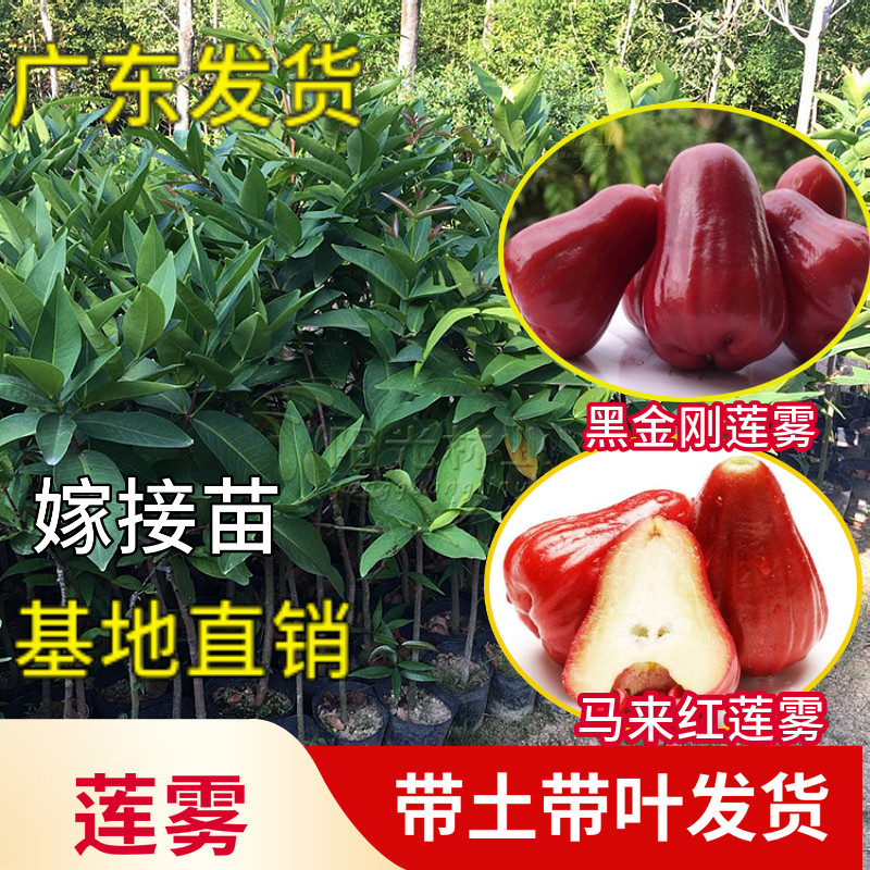黑金刚果树苗莲雾嫁接海南苗盆栽果树高产嫁接苗庭院地栽大果苗