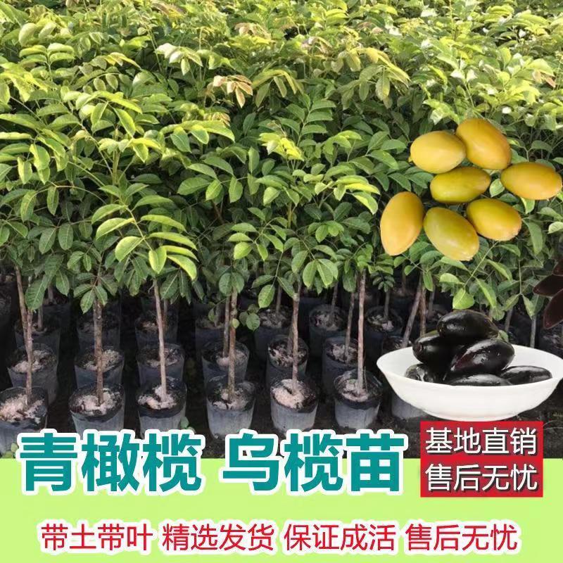 甜种橄榄树苗金玉三棱橄榄嫁接苗乌橄榄高产量黄橄榄包活地栽盆栽