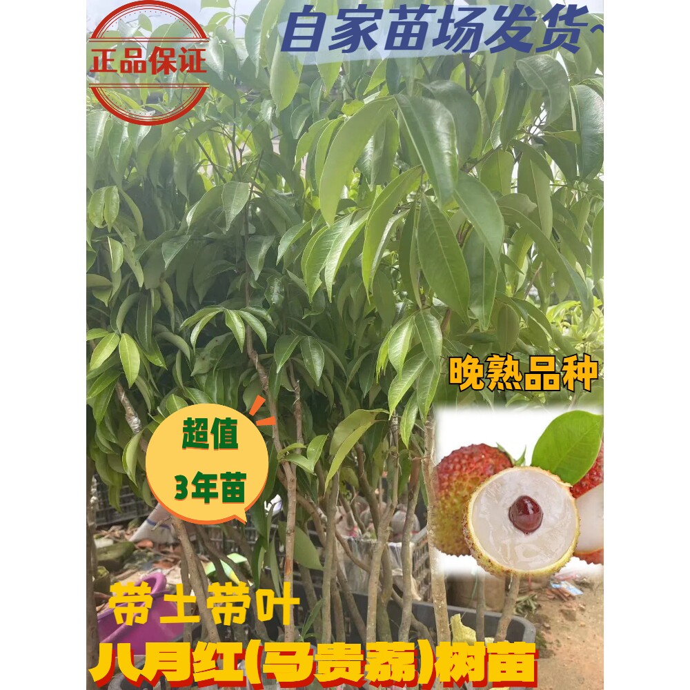 马贵荔荔枝树苗嫁接三年苗包邮带营养杯带叶可盆栽正宗八月红广东