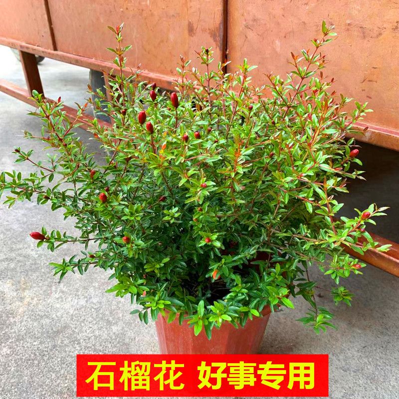 潮汕喜庆喜事专用石榴花仙草盆栽红花抹草吉祥物盆栽春草花石榴花