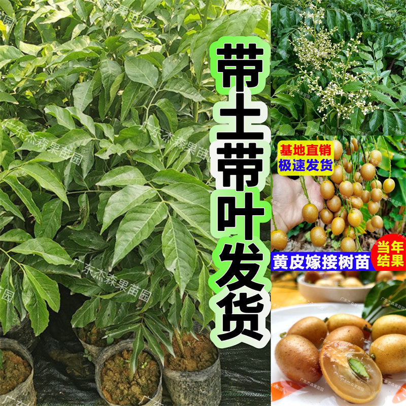 贵妃黄皮果树苗嫁接特大鸡心黄皮黑黄皮紫肉黄皮带土带叶当年结果
