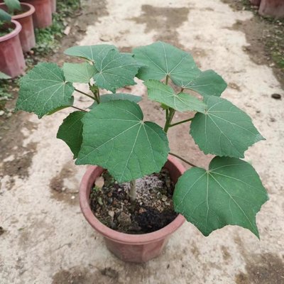 芙蓉花树苗盆栽带土阳台庭院植物木芙蓉三醉芙蓉花苗盆栽种植花卉
