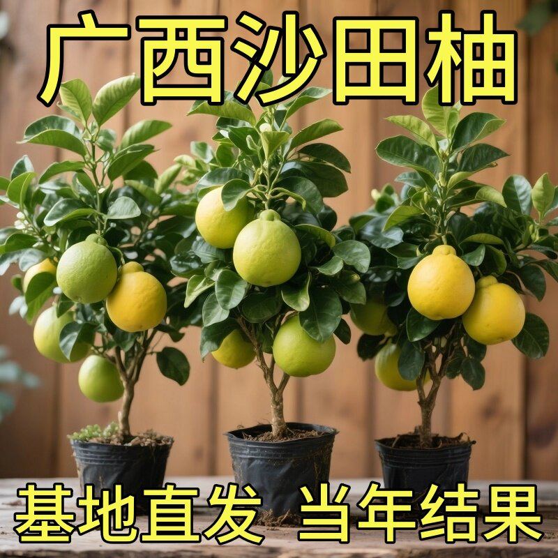 柚子树苗当年结果红心蜜柚庭院嫁接树苗南北方四季好养种植简单