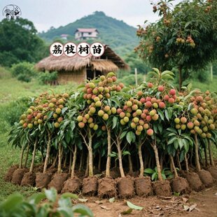 荔枝树苗无核桂味果树盆栽妃子笑嫁接水果树苗糯米糍果苗当年结果