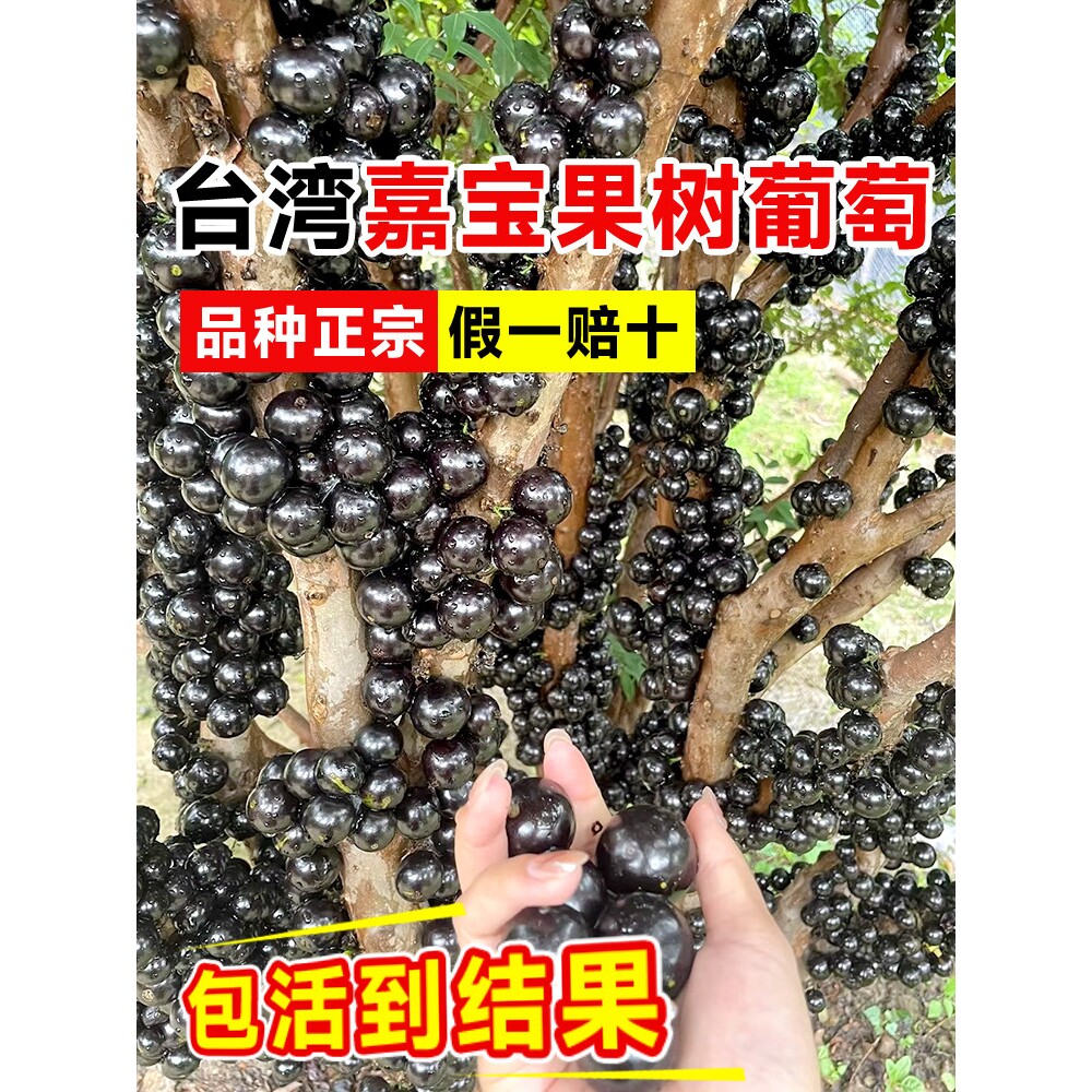 台湾树葡萄嘉宝果苗树耐热耐寒果树果苗南方可种植沙巴艾斯卡盆栽