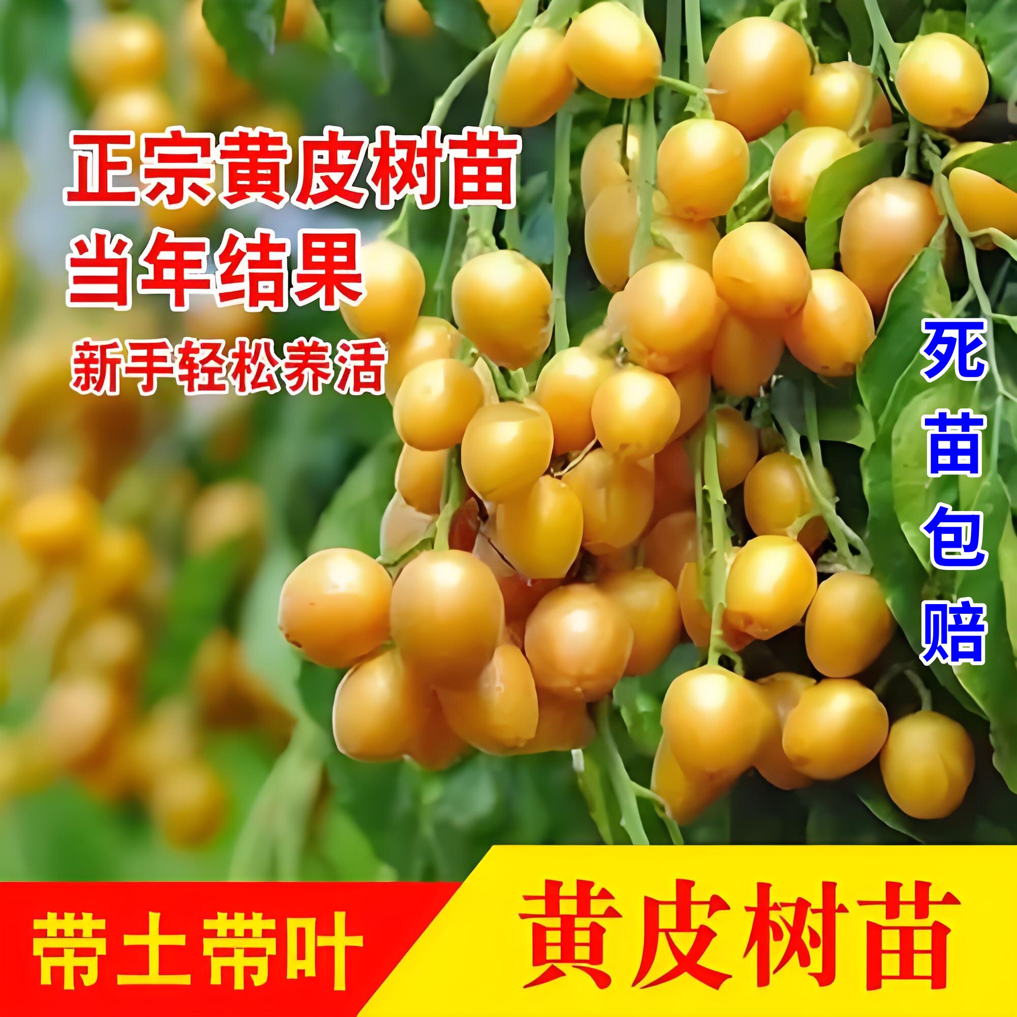 广西嫁接无核鸡心黄皮树苗大果无核黄皮果苗庭院盆栽地栽南方种植