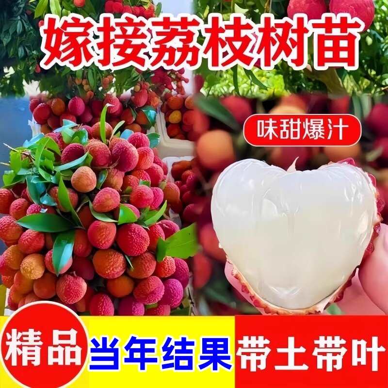 广西荔枝苗无核妃子笑三月红糯米糍荔枝苗带土带叶南北方种植果树