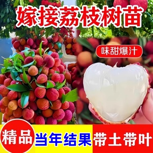 广西荔枝苗无核妃子笑三月红糯米糍荔枝苗带土带叶南北方种植果树