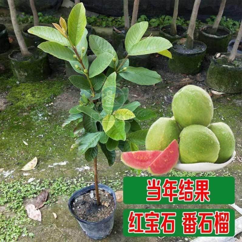 广东正宗番石榴树苗盆栽地栽绿植花卉四季南方北方种植当年结果
