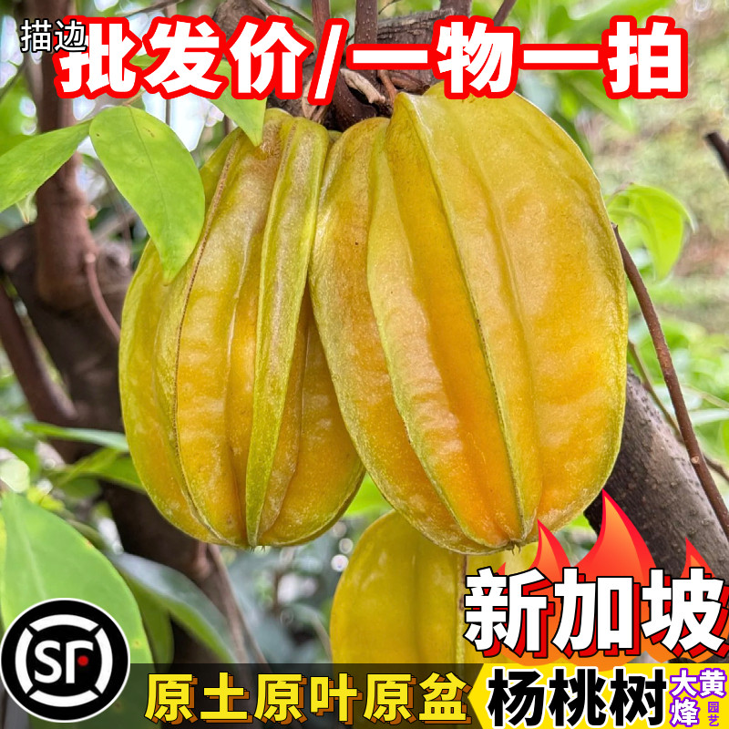 杨桃苗热卖新加坡大果甜杨桃苗四季结果南方阳台庭院盆栽地栽树苗