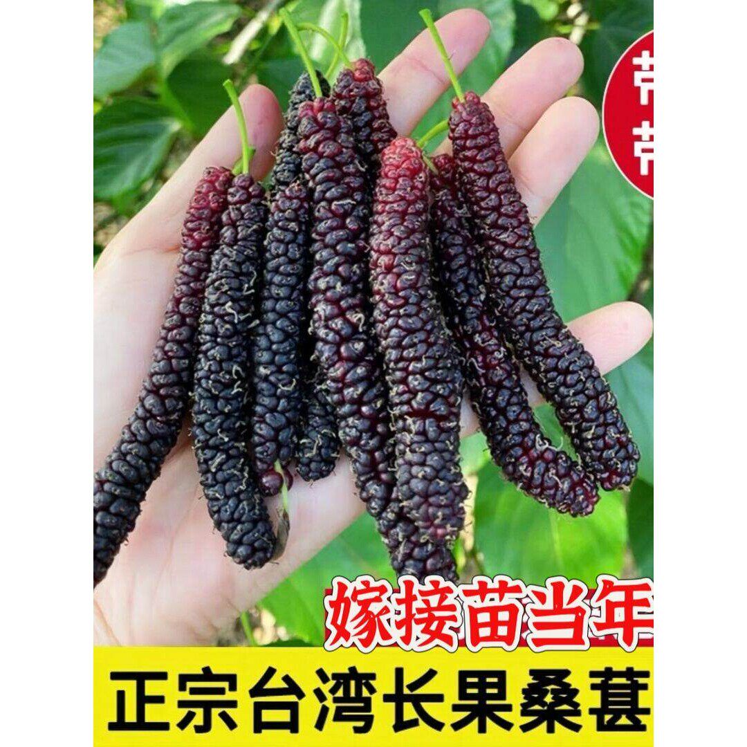 【当年结果】桑树苗特大果桑苗无籽桑葚盆栽地栽嫁接果树苗南北方