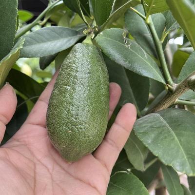 无籽香水柠檬树苗阳台盆栽子弹头柠檬树果苗四季种植柠檬果树海南