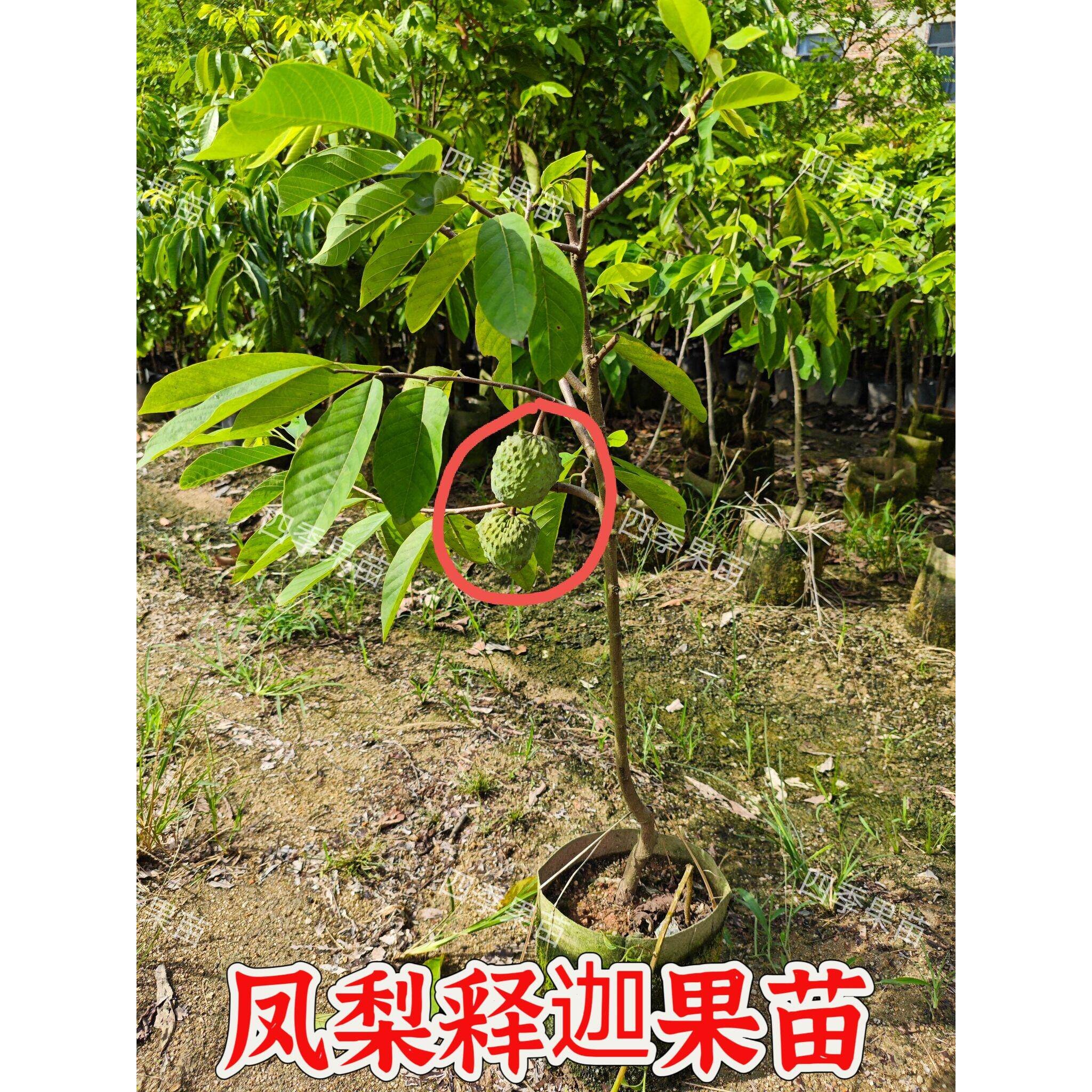 当年结果）释迦果苗树嫁接台湾凤梨释迦苗特番荔枝林檎南方果树苗