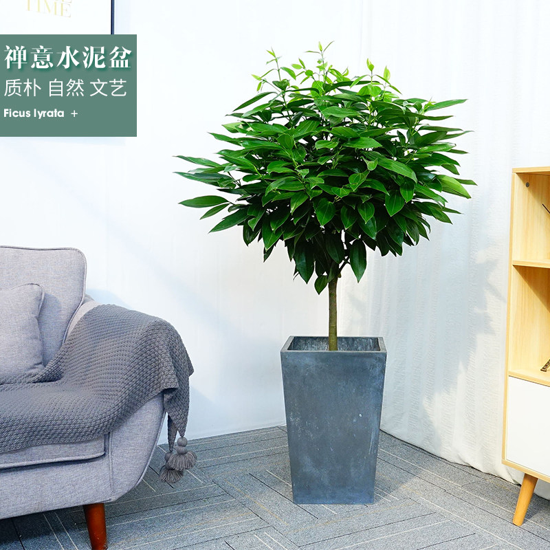 平安树盆栽大型绿植除甲醛室内客厅办公室植物广州佛山同城配送
