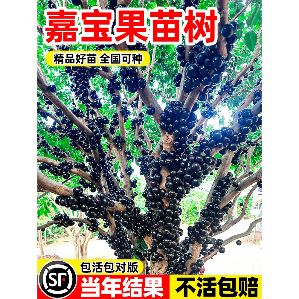 四季嘉宝果树果苗沙巴艾斯卡树葡萄苗果树庭院名贵南北方种植盆栽