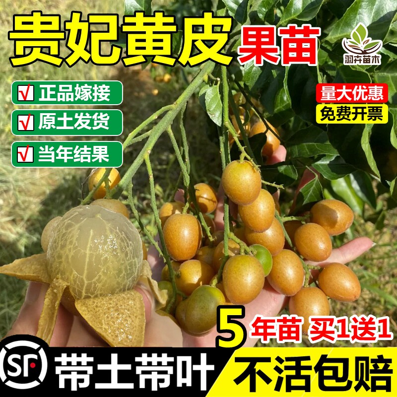 贵妃黄皮嫁接果树苗无核鸡心冰糖纯甜黄皮苗南北方盆地栽当年结果
