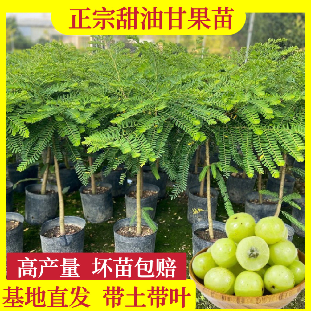 油甘果苗潮汕嫁接崩坎狮头甜种油甘苗柿饼甜油甘果树苗四季结果