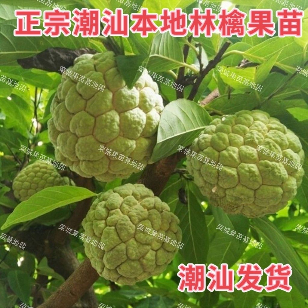 本地番荔枝苗樟林番荔枝苗当年结果大苗土林檎释迦果苗台湾凤梨