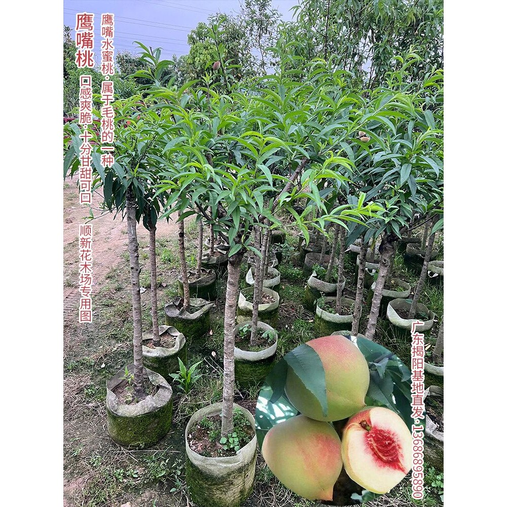鹰嘴桃果树苗接嫁桃子树水蜜桃果苗南北方可养植物带杯 四季可种