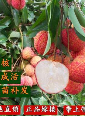 广西荔枝苗无核妃子笑三月红糯米糍荔枝苗南北方种植果树苗带叶发