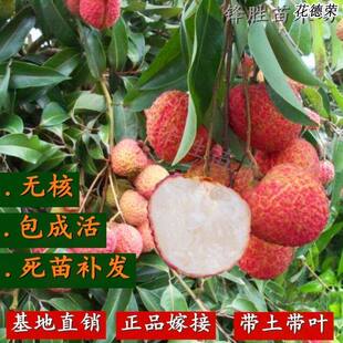 广西荔枝苗无核妃子笑三月红糯米糍荔枝苗南北方种植果树苗带叶发