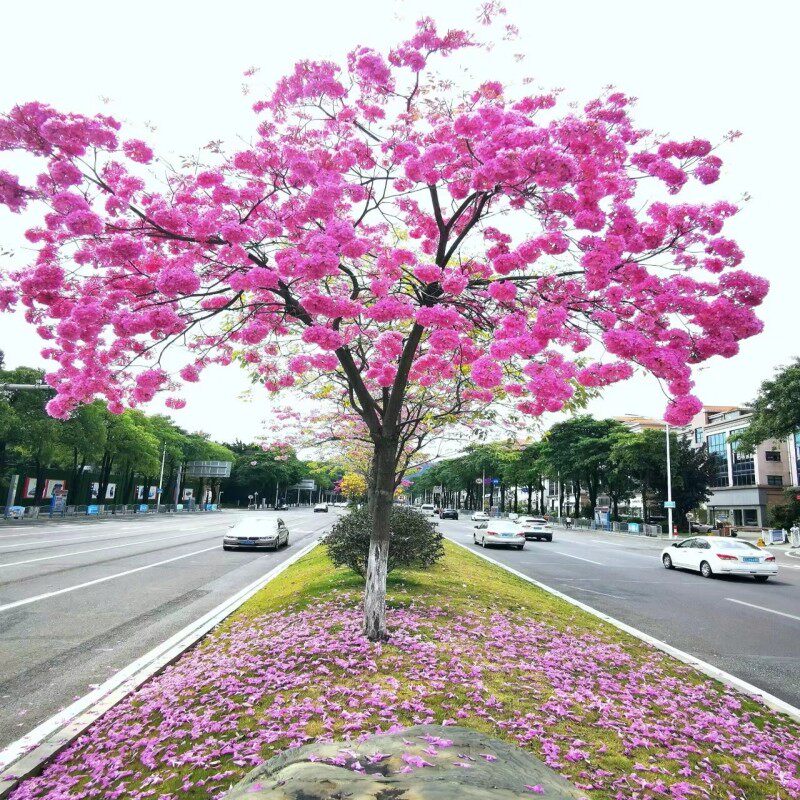 耐寒热巴西黄花风铃木庭院风景树苗洋红紫花别墅校园行道树绿化苗