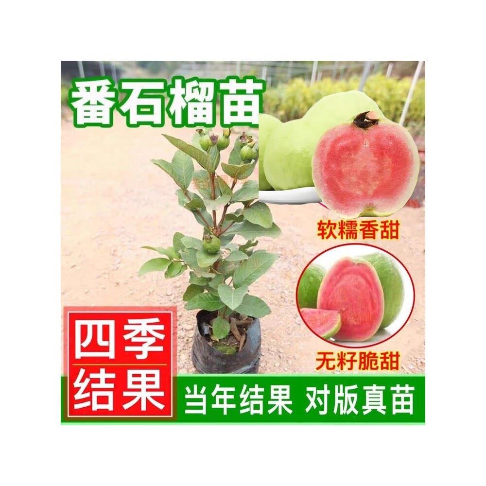 台湾番石榴嫁接珍珠白红宝石西瓜红胭脂红芭乐果树苗带土带叶