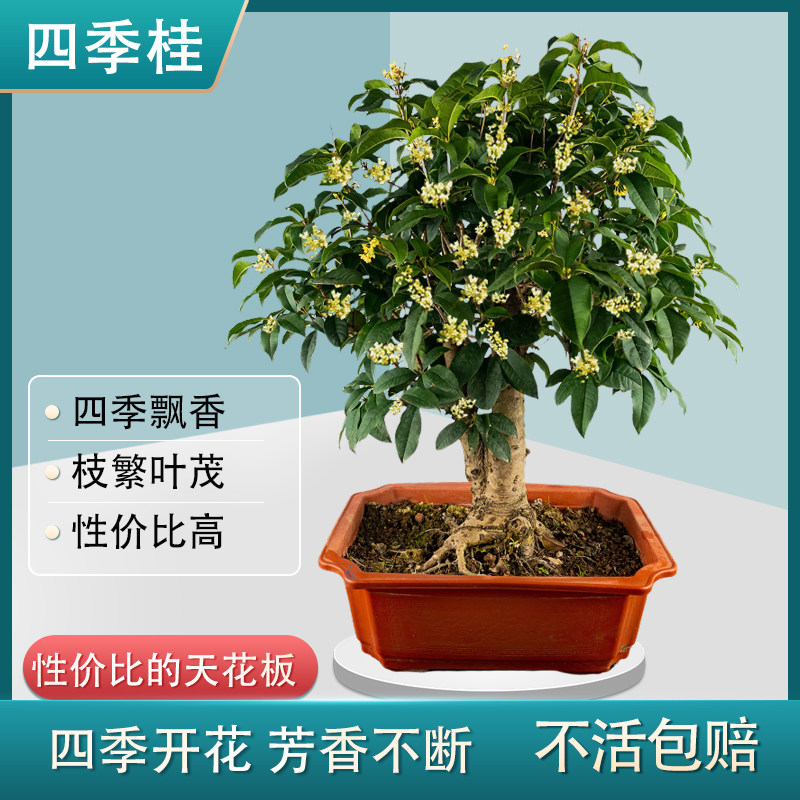 14~15年四季桂盆栽老桩小矮株盆景月月开花原生庭院地栽浓香型
