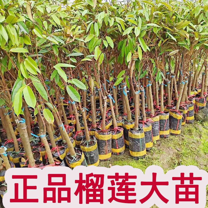 榴莲树果苗金枕猫山王黑刺榴莲大苗南方种植正品矮化榴莲嫁接苗