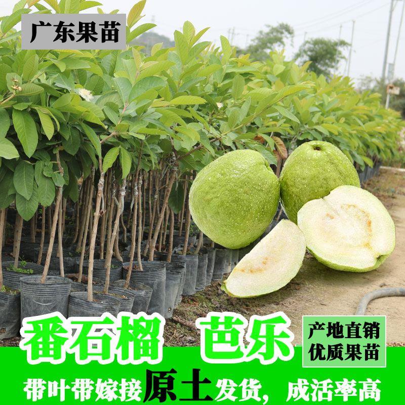 四季结果珍珠番石榴树果苗芭乐树苗果嫁接果树苗南方种植当年结果