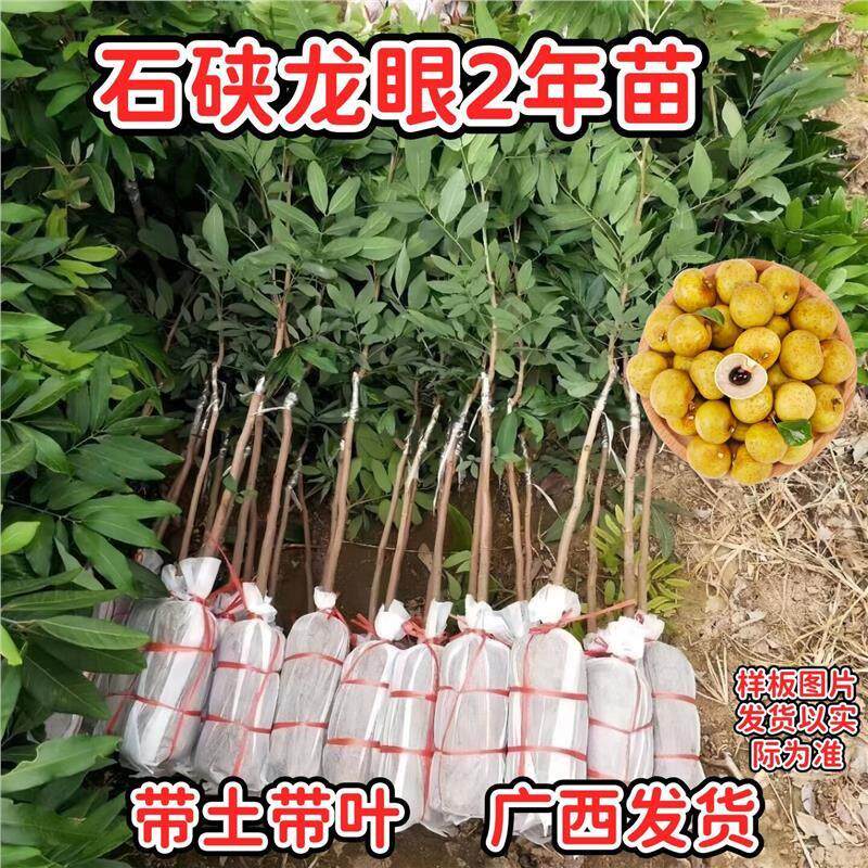 广西石硖龙眼苗早熟核小肉厚当年结果南方阳台盆栽地栽龙眼树苗