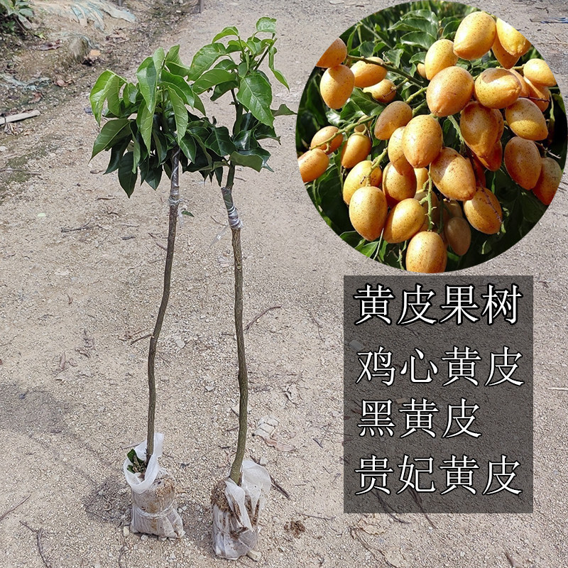 鸡心黄皮果树苗黑皮黄皮贵妃黄皮苗盆栽地栽南北方种植当年结果