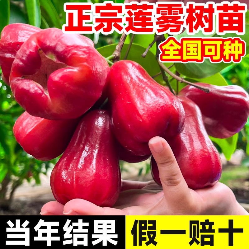 莲雾树苗黑金刚莲雾树苗带土发货南方种植果树苗庭院地栽当年结果