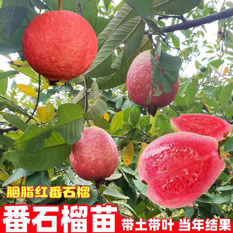 广西胭脂红番石榴树苗嫁接红心番石榴苗带土带叶南方种植当年结果