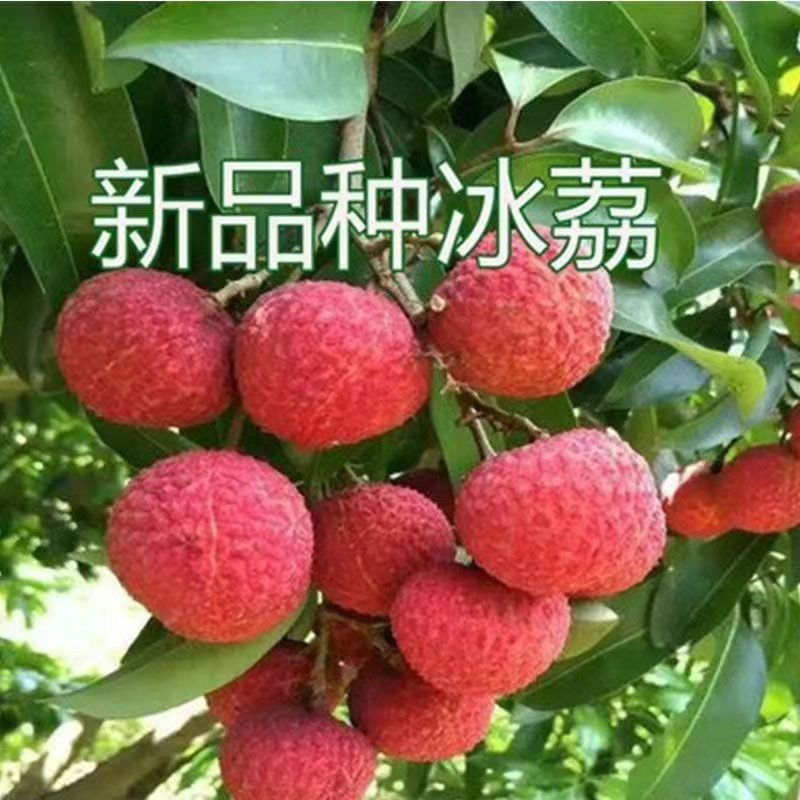 广西桂味荔枝树苖仙进奉冰荔糯米糍无核荔枝苗营养杯带土带叶发货