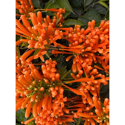 炮仗花苗常绿爬藤垂吊围墙攀爬植物鞭炮花爬墙花卉拱门庭院炮仗花