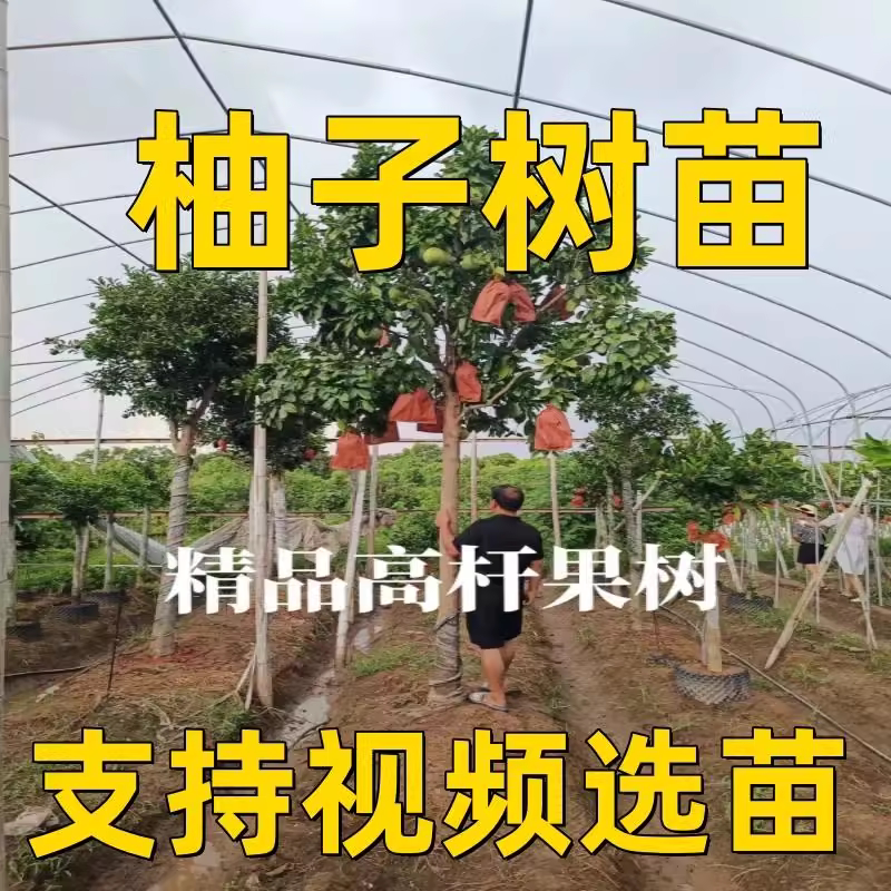 正宗嫁接柚子树苗红心蜜柚盆栽地栽南北方种植三红蜜柚苗当年结果