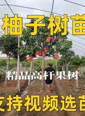 正宗嫁接柚子树苗红心蜜柚盆栽地栽南北方种植三红蜜柚苗当年结果