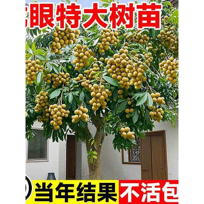 特大号龙眼树苗嫁接盆栽水果树苗储良桂圆石硖南方四季种植地栽苗