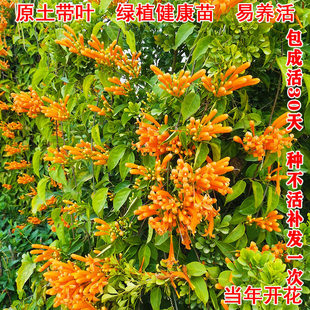 炮仗花树苗盆栽垂吊攀援绿植庭院爬墙鞭炮花爬藤植物四季常青花苗