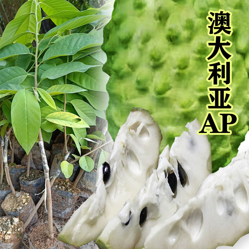 买四送一 台湾引进纯种大果番荔枝平鳞澳大利亚AP释迦嫁接果苗