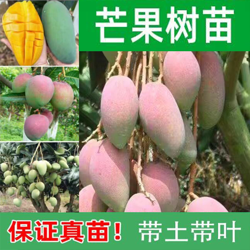 芒果树苗当年结果金煌芒红贵妃水果树苗嫁接南北方种植四季芒庭院