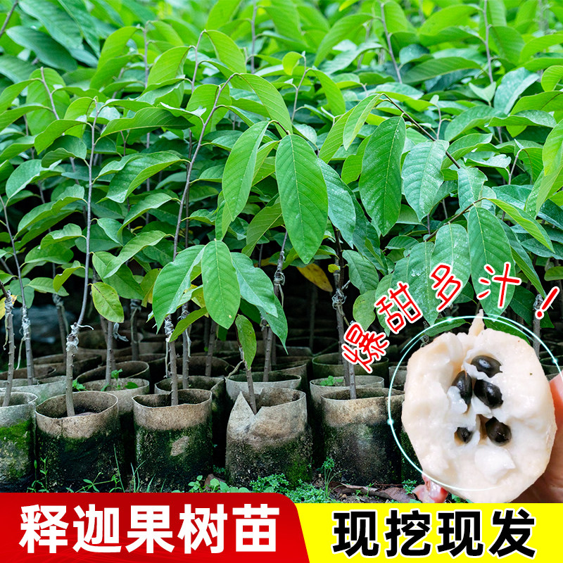 榴莲释迦果树苗嫁接凤梨释迦甜水果苗盆栽牛奶释迦果树苗四季种植