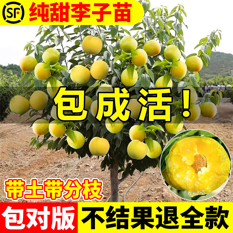 蜂糖李子树苗嫁接特大晚熟脱骨青脆李子果树苗南北方种三华李树苗