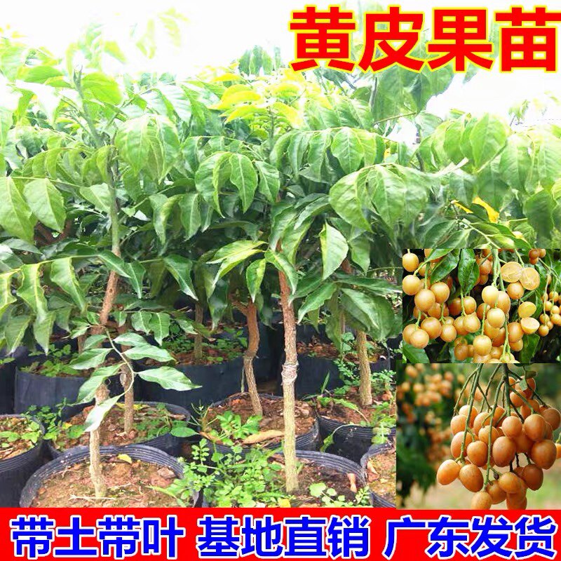 贵妃金蛋黄皮树苗盆栽地栽果树苗嫁接无核鸡心黑皮黄皮苗当年结果