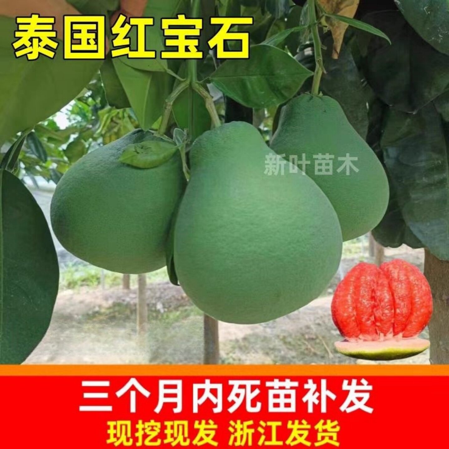 柚子树苗泰国红宝石青柚苗柚子苗带果大柚子树苗南方种植柚子树苗