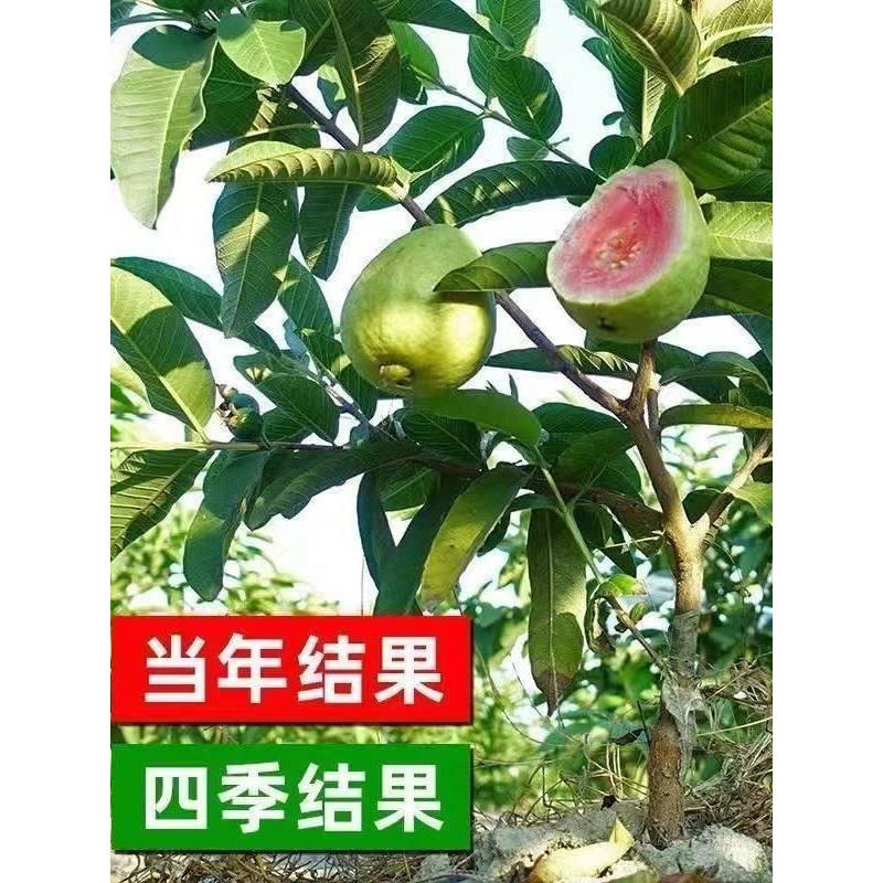 番石榴苗嫁接带土果苗台湾帝王四季番石榴红宝石无籽红心芭乐树苗